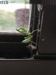 Sphodromantis