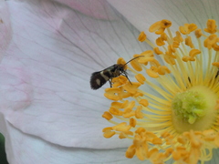 Micropterix maschukella
