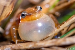 Scinax squalirostris