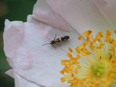 Micropterix maschukella