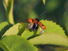 Cryptocephalus bipunctatus