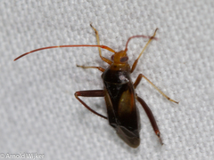 Pseudomegacoelum beckeri