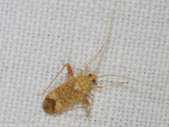 Phytocoris meridionalis