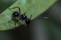 Polyrhachis pilosa
