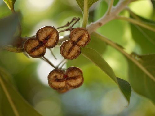 Pittosporum dasycaulon (Pittosporum dasycaulon)