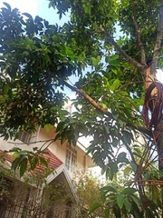 Magnolia × alba