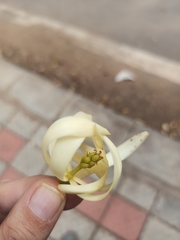 Magnolia × alba