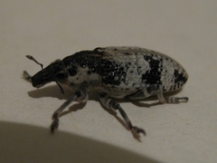 Bothynoderes affinis