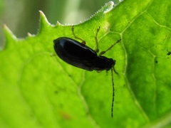 Luperus xanthopoda