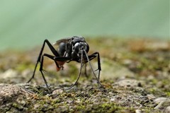 Tachypompilus analis