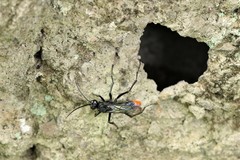 Tachypompilus analis