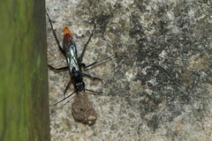 Tachypompilus analis