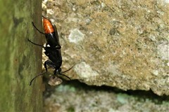 Tachypompilus analis