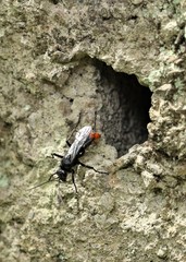 Tachypompilus analis