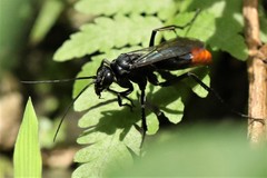 Tachypompilus analis