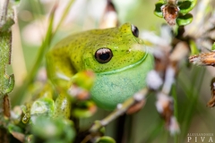 Aplastodiscus perviridis
