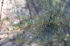 Acacia decora