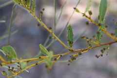 Acacia decora