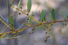 Acacia decora