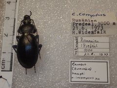 Carabus rothii incompsus