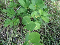 Myrcia tomentosa