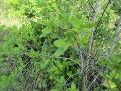 Myrcia tomentosa