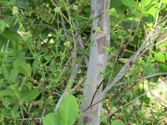Myrcia tomentosa