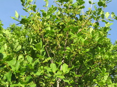 Myrcia tomentosa