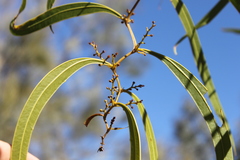 Acacia macradenia