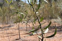 Acacia macradenia