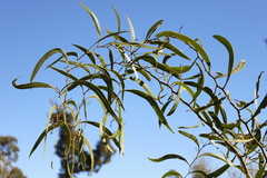 Acacia macradenia