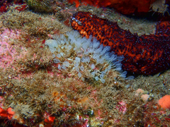 Pycnoclavella communis