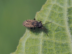 Peritrechus gracilicornis