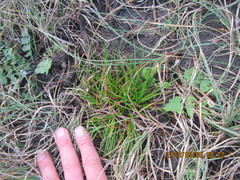 Juncus caespiticius