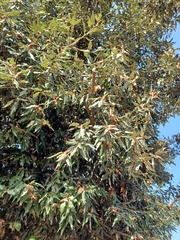 Quercus grisea