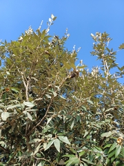 Quercus grisea