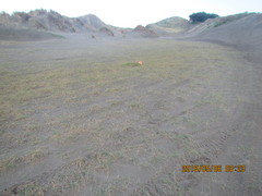 Juncus caespiticius