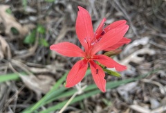 Freesia grandiflora