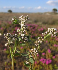 Corrigiola litoralis
