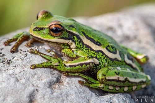 Serra Geral Tree Frog, Boana joaquini