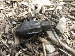 Dorcadion carinatum