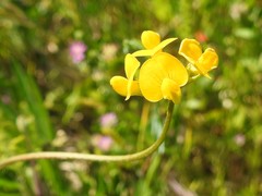 Scorpiurus muricatus