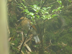 Pterorhinus berthemyi