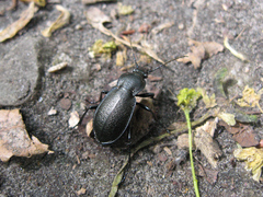 Carabus estreicheri