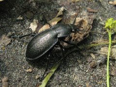 Carabus estreicheri