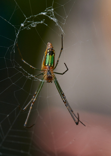 Decorative Vleispider