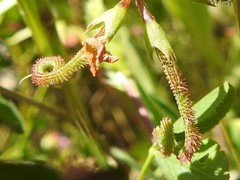 Scorpiurus muricatus