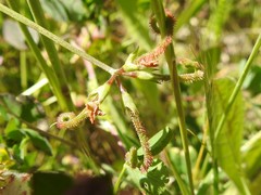 Scorpiurus muricatus