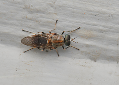 Adoxomyia heminopla