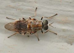 Adoxomyia heminopla
